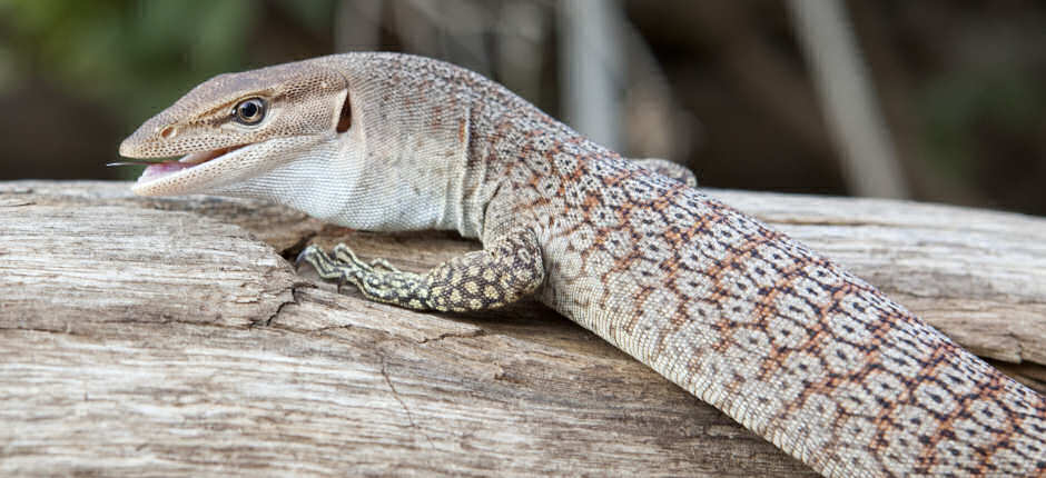 Goanna